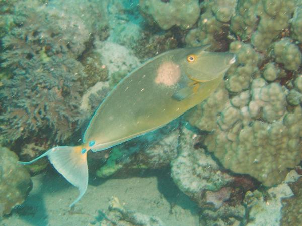 Surgeonfish - Bluespine Unicornfish