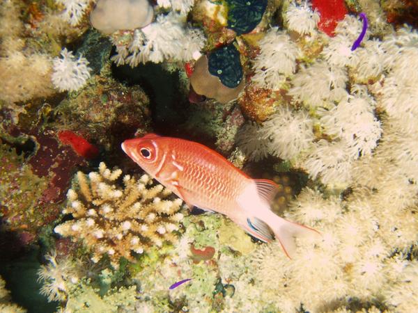 Squirrelfish - Silverspot Squirrelfish