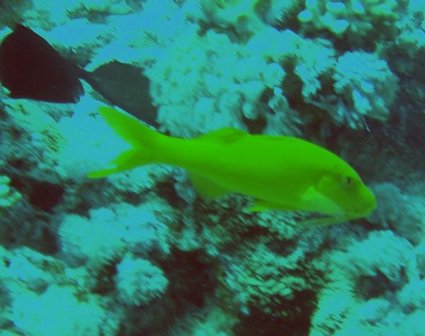 Goatfish - Yellowsaddle Goatfish