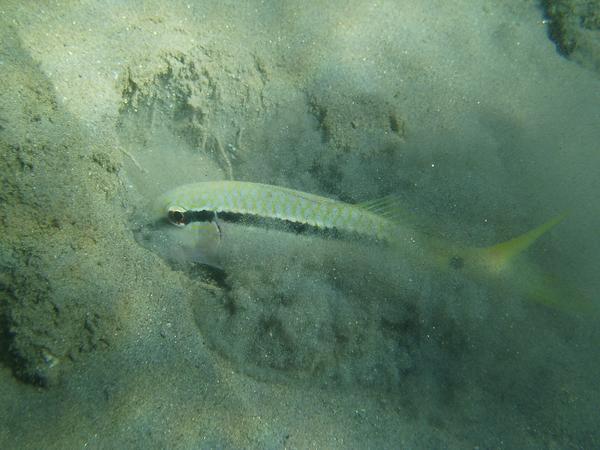 Goatfish - Red Sea goatfish