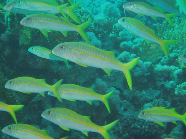 Goatfish - Yellowfin Goatfish