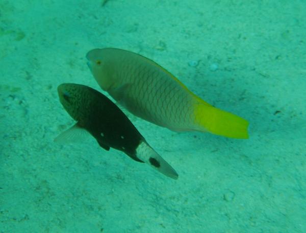 Parrotfish - Rusty Parrotfish