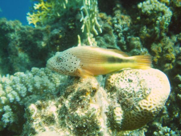 Hawkfish - Blackside Hawkfish