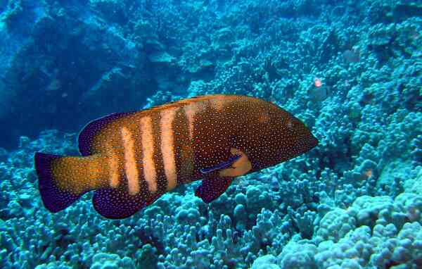 Groupers - Peacock Grouper