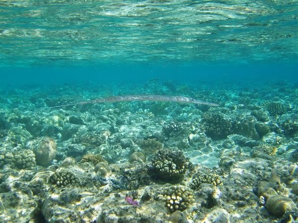 Pipefish - Bluespotted Cornetfish