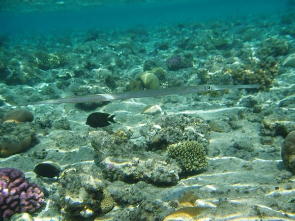 Pipefish - Bluespotted Cornetfish