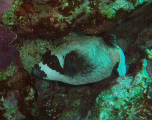 Pufferfish - Masked Puffer