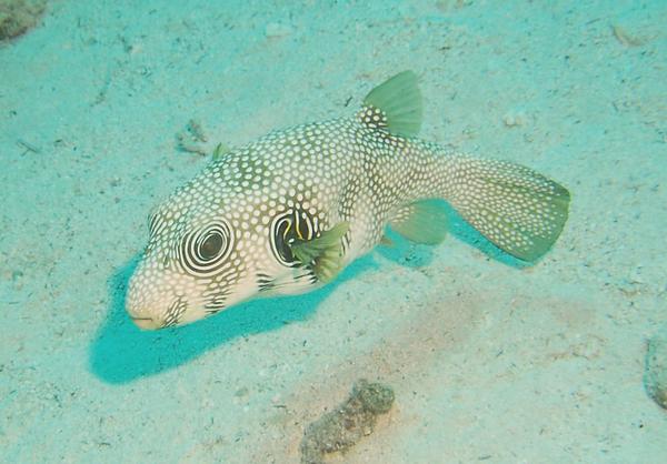 Pufferfish - Whitespotted Puffer