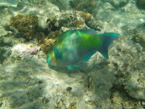 Parrotfish - Rusty Parrotfish