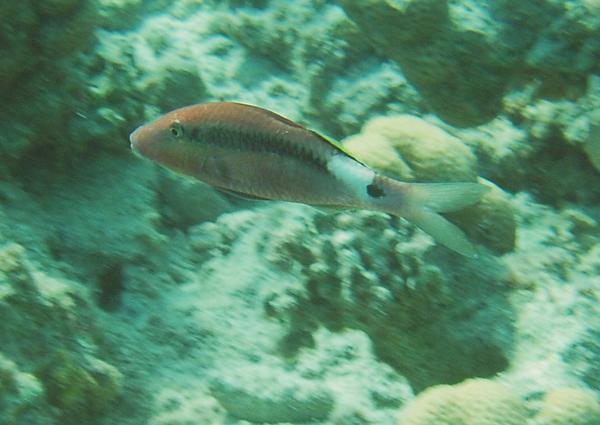 Goatfish - Longbarbel Goatfish