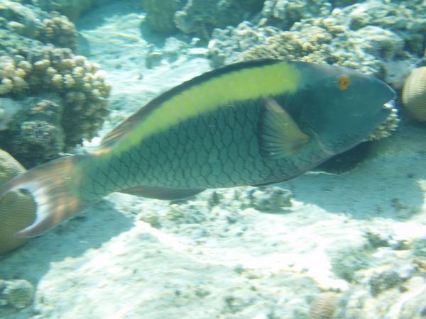 Parrotfish - Bicolour Parrotfish