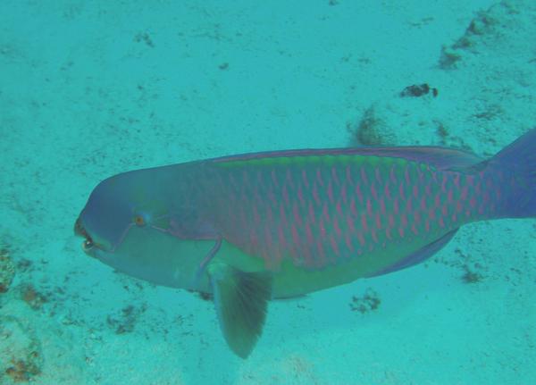 Parrotfish - Steepheaded Parrotfish