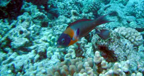 Wrasse - Saddle Wrasse