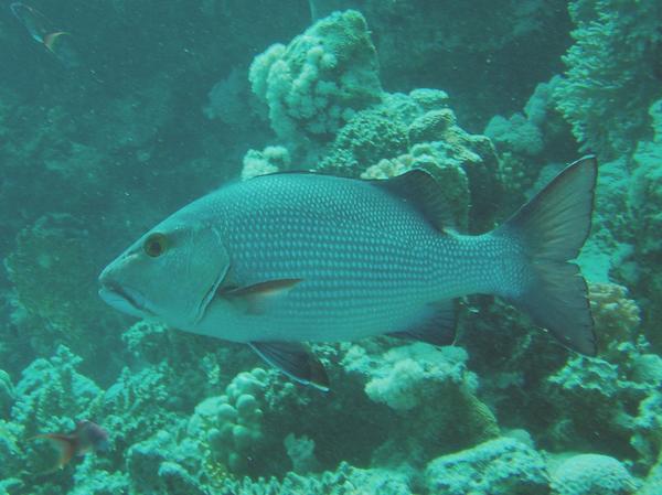 Snappers - Twinspot Snapper