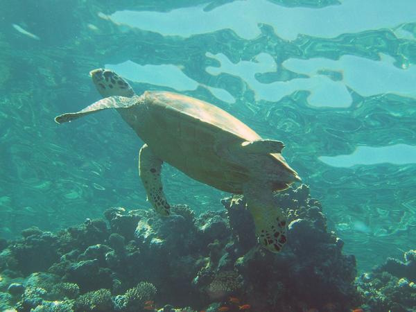 Turtle - Hawksbill Turtle