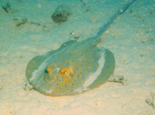 Stingrays - Blue Spotted Stingray