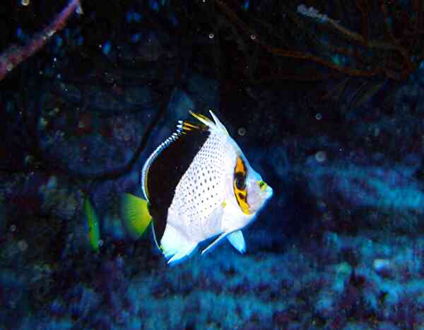 Butterflyfish - Tinkers Butterflyfish