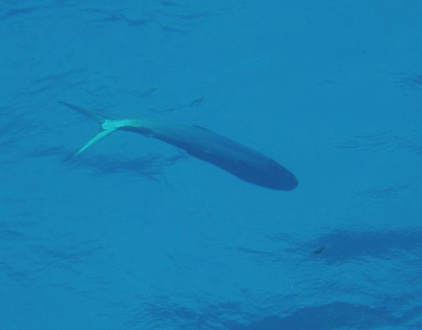 Milkfishes - Milkfish