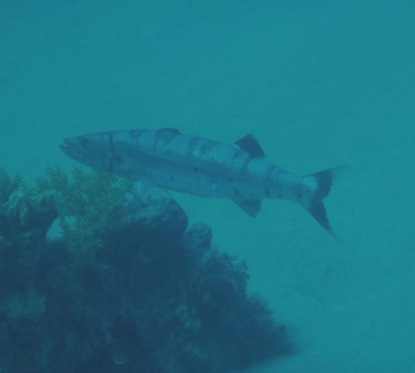 Barracuda - Great Barracuda