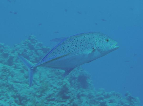 Jacks - Bluefin Trevally