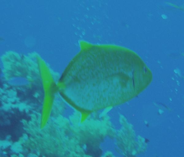 Jacks - Goldbody Trevally