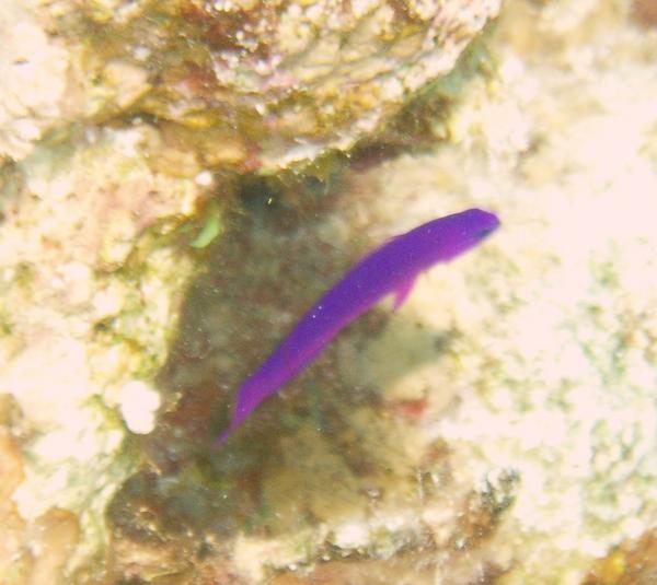 Dottybacks - Fridman's Dottyback