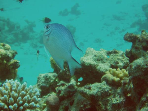 Damselfish - Whitebelly Damselfish