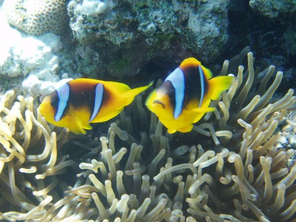 Damselfish - Red Sea Anemonefish