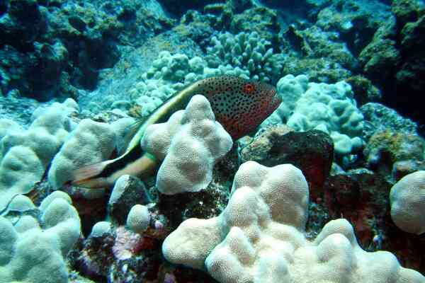 Hawkfish - Blackside Hawkfish