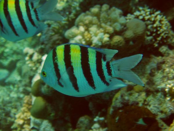 Damselfish - Indo-Pacific Sergeant