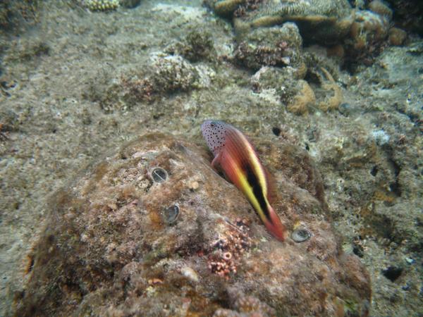 Hawkfish - Blackside Hawkfish