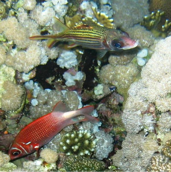 Squirrelfish - Bloodspot Squirrelfish