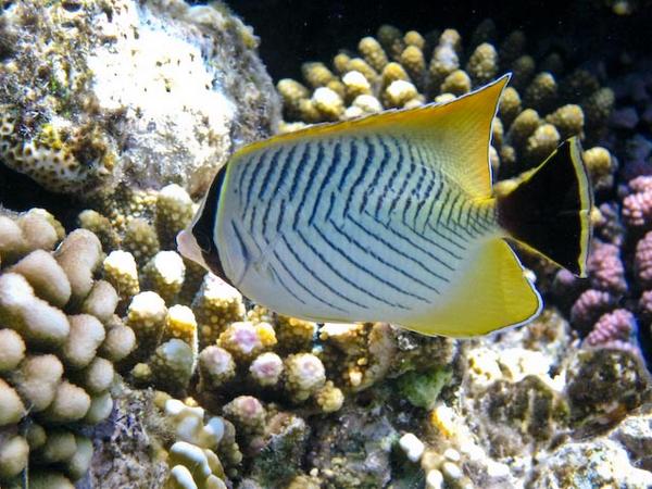 Butterflyfish - Chevroned Butterflyfish