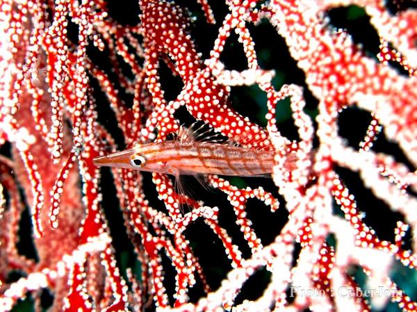 Hawkfish - Longnose Hawkfish