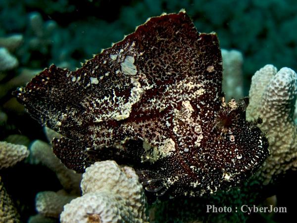 Scorpionfish - Leaf Scorpionfish