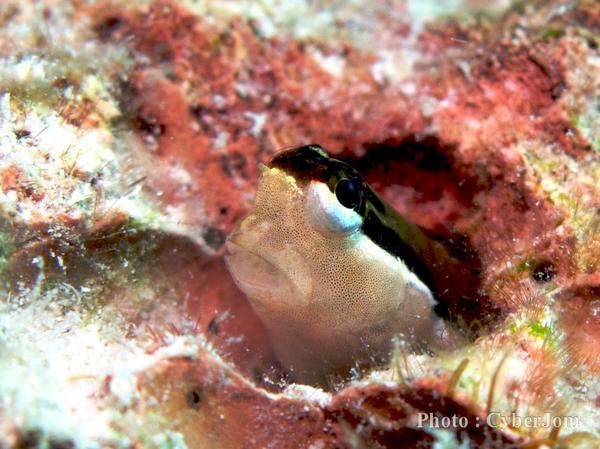 Blennies - Twinspot Blenny