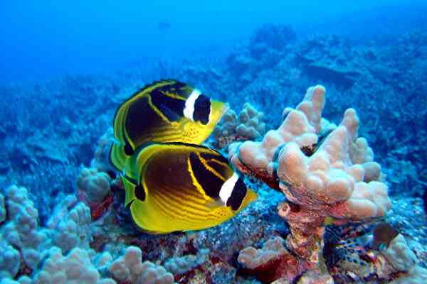 Butterflyfish - Racoon Butterflyfish