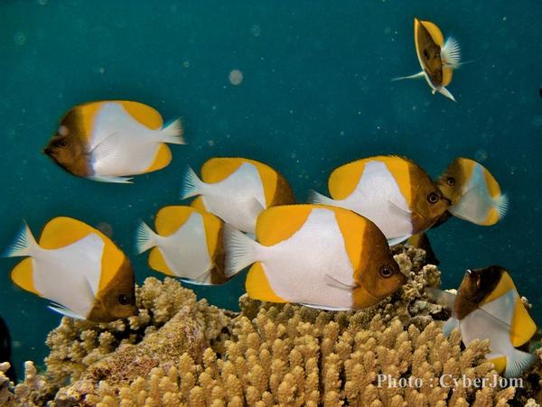 Butterflyfish - Pyramid Butterflyfish