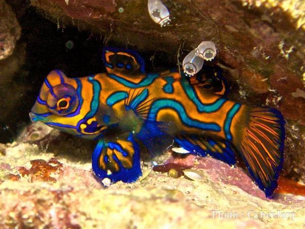 Dragonets - Mandarin Fish