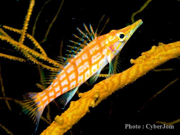 Hawkfish - Longnose Hawkfish