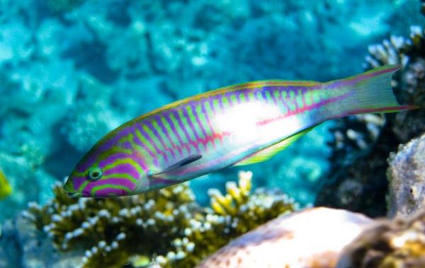 Wrasse - Klunzingers Wrasse