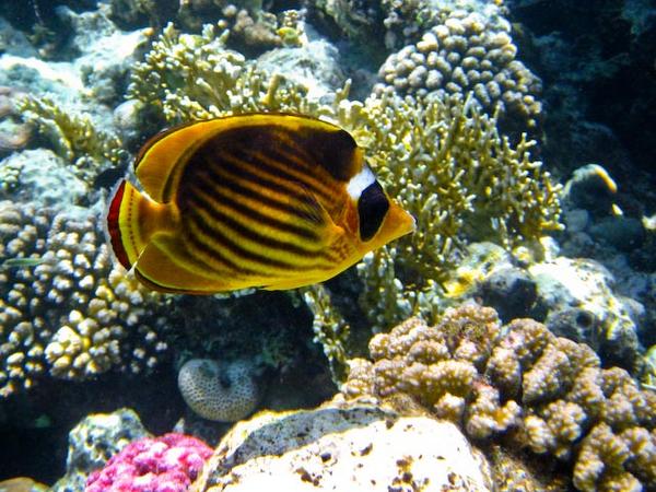 Butterflyfish - Striped Butterflyfish