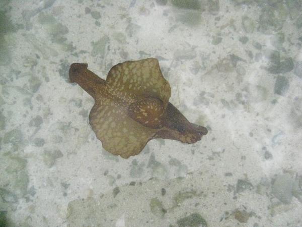 Sea Hare - Spotted Sea Hare