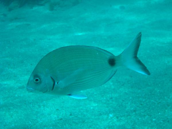 Breams - White Seabream