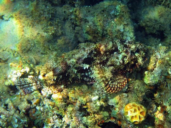 Scorpionfish - Tassled Scorpionfish