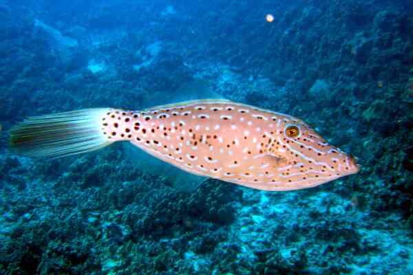 Filefish - Scrawled Filefish