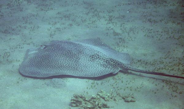 Stingrays - Honeycomb Stingray