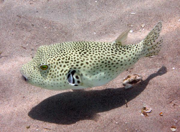 Pufferfish - Star Puffer