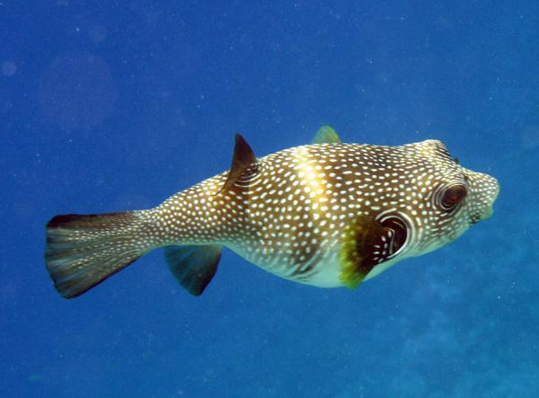 Pufferfish - Whitespotted Puffer