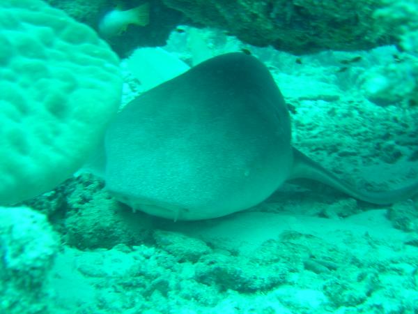 Sharks - Nurse Shark